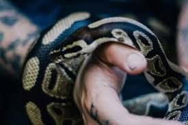 does a ball python bite hurt and why