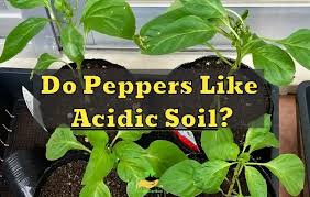 Do Peppers Like Acidic Soil Quick