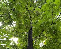 Pignut hickory tree