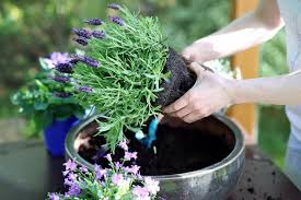 We'll help you figure out which planters work best for indoor plants, hanging plants these planters are perfect for balconies since they provide a lot of surface area for planting while taking up a small amount of space. Planting And Caring For Lavender In Pots
