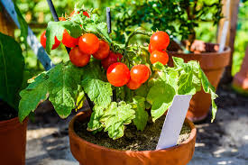 5 Easy Vegetables To Grow In Containers