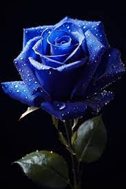 blue rose flower images free