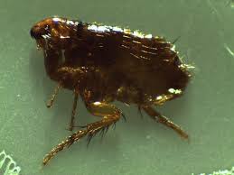 pest experts flea control