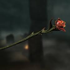 Sanguine rose