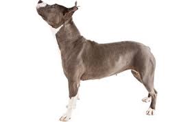 American Pit Bull Terrier Dog Breed Information Pictures