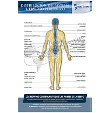 Posters In Spanish Spinal Nerves Distribution Chart
