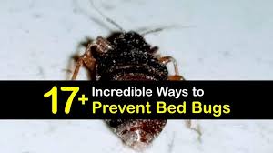 17 Incredible Ways To Prevent Bed Bugs