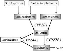 Simplified Flow Chart Of Vitamin D Metabolism Cyp2r1 Is The