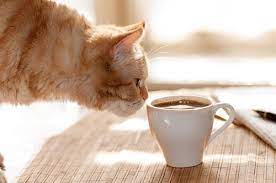 do cats like coffee caffeine safety