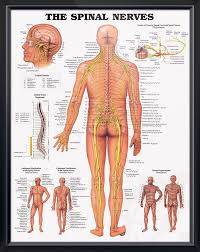 The Spinal Nerves Chart 20x26 Spinal Nerves Anatomy Nerve