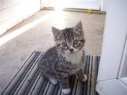 See more ideas about tabby kittens for sale, kittens, kitten for sale. Tabby Cats Kittens For Sale Tabby Cat Tabby Kittens