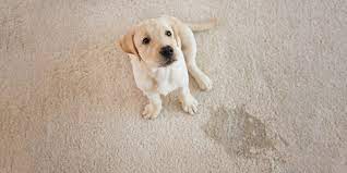 how to clean dog poo off carpet