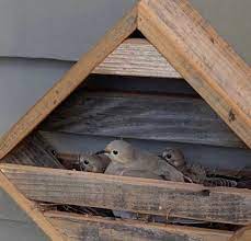Dove Or Wren Nesting Box