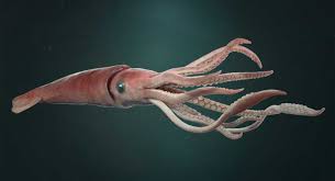 What do Giant Squid eat? - Quora