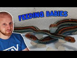 how to feed baby garter snakes you