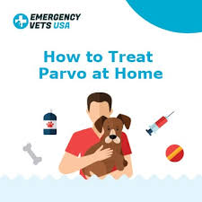 treat parvo with at home remes