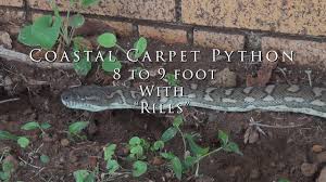 coastal carpet python 8 to 9 foot with
