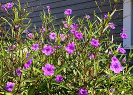 Image result for mexican petunia