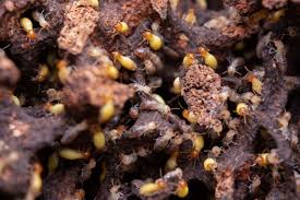 get rid of termites in the home garden