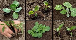 Plant Your First Vegetable Garden