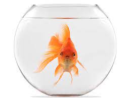 goldfish your goldfish s memory lasts