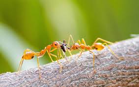 10 common types of ants and how to get