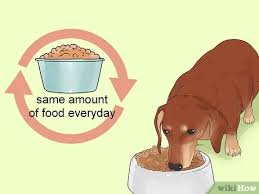 In today's post, we will be reviewing the best dog food for diabetic dogs. 3 Ways To Feed A Diabetic Dog Wikihow
