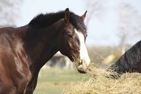 horse hay q a the horse