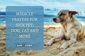 miracle prayers for sick pet sick dog