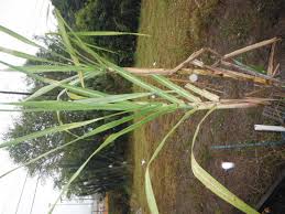 Grow Your Own Sugarcane Florida Hillbilly