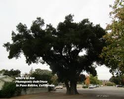 We promise quality service and satisfaction to our customers. Where To See Photogenic Oak Trees In Paso Robles California