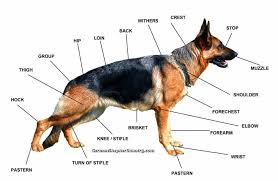 German Shepherd Breed Standards Size Characteristics And
