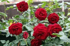 red rose plant