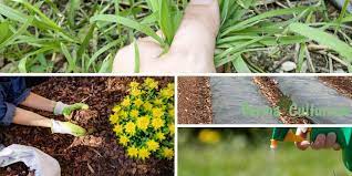 How To Kill Grass In Flower Beds
