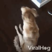 dog scooting gifs tenor