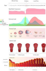 Menstrual Cycle Phases Flow Chart Bedowntowndaytona Com