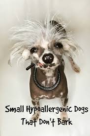small hypoallergenic dogs that don t