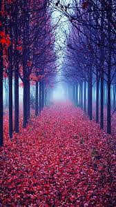 Red Forest Hd Phone Wallpaper Peakpx