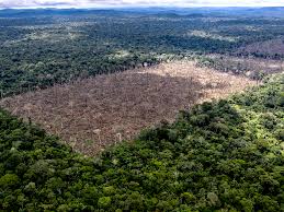 Amazon Rainforest: The Devastating Impact Of Brazil's Pro-Deforestation  Policies