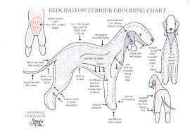 Grooming The Bedlington Bedlington Terrier Club Of America