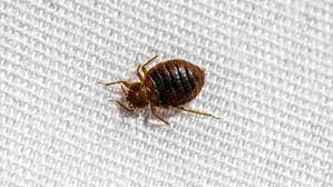 carpet beetle vs bed bug what s the