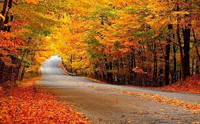 Autumn Colors, fall, pretty, autumn, autumn leaves, bonito, leaves, splendor, HD wallpaper | Peakpx