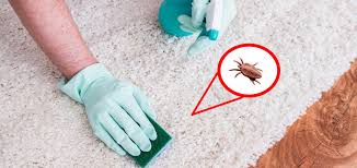 fleas vs chiggers chorbie home services