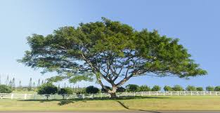 learn how to grow koa acacia trees in