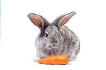 do-you-need-to-peel-carrots-for-rabbits