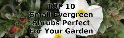 Top 10 Small Evergreen Shrubs Growing