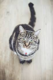 If you have just received the bad news that your cat is fighting cancer, know that we are very sorry and hope that this text will help you better understand the situation. Cancer In Cats 3 Treatment Options Pethelpful