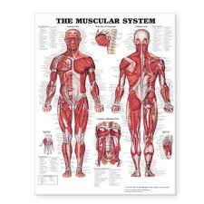 Anatomy and physiology coloring workbook. The Muscular System Giant Chart By Anatomical Chart Company Paperback 9781587799815 Buy Online At The Nile