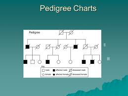 Pedigree Charts The Family Tree Of Genetics Ppt Download