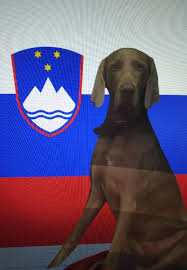 Hier finden sie wichtige informationen für ihre reise nach slowenien. Einreise Slowenien Mit Hund Hundetravel Urlaub Mit Hund